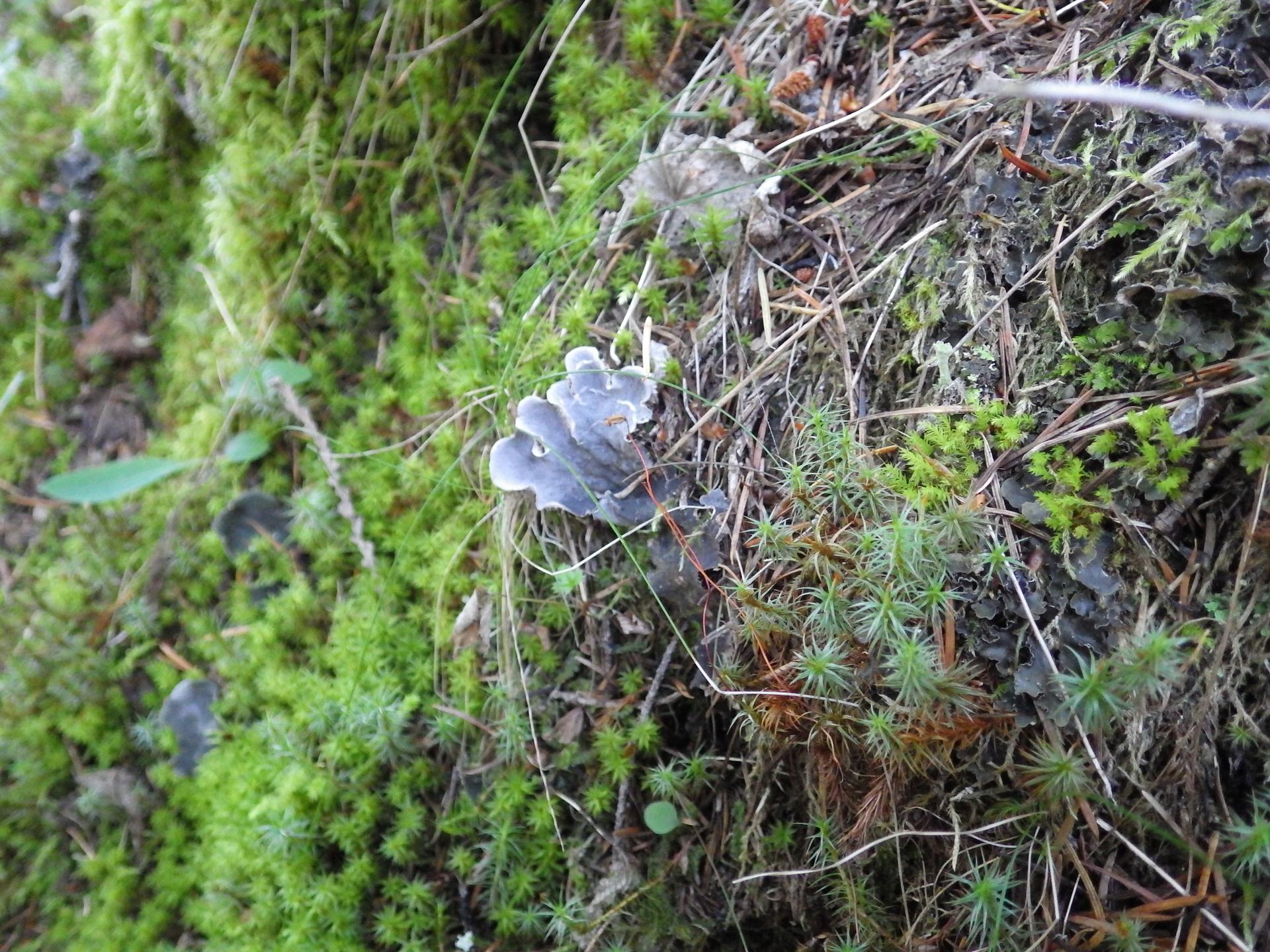 A greyish-purple lichen amidst vibrant green moss and forest debris.