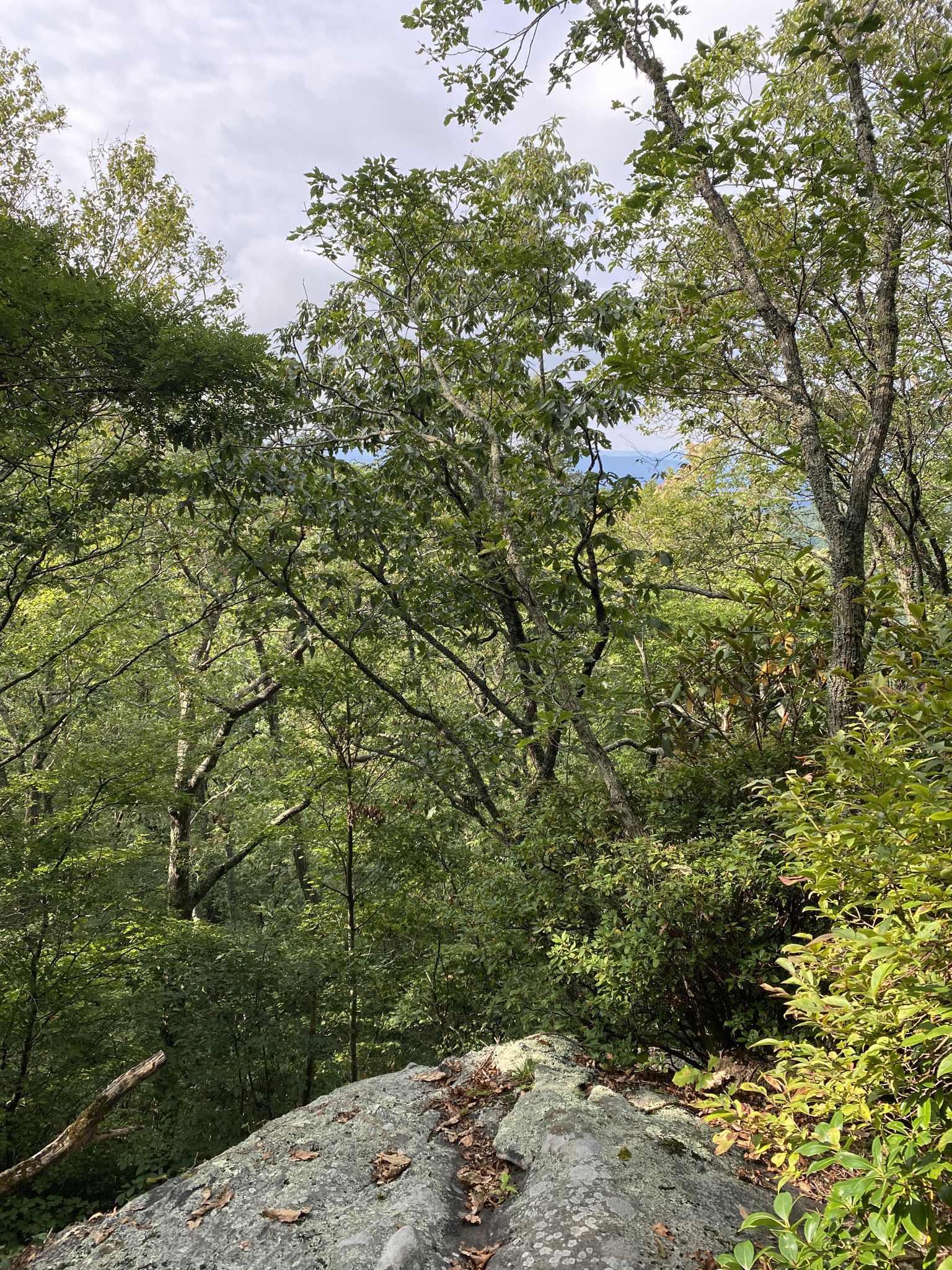 Dense green forest view from a rocky overlook under a cloudy sky. - Appalachian Trail: Charlies Creek to Mooney Gap