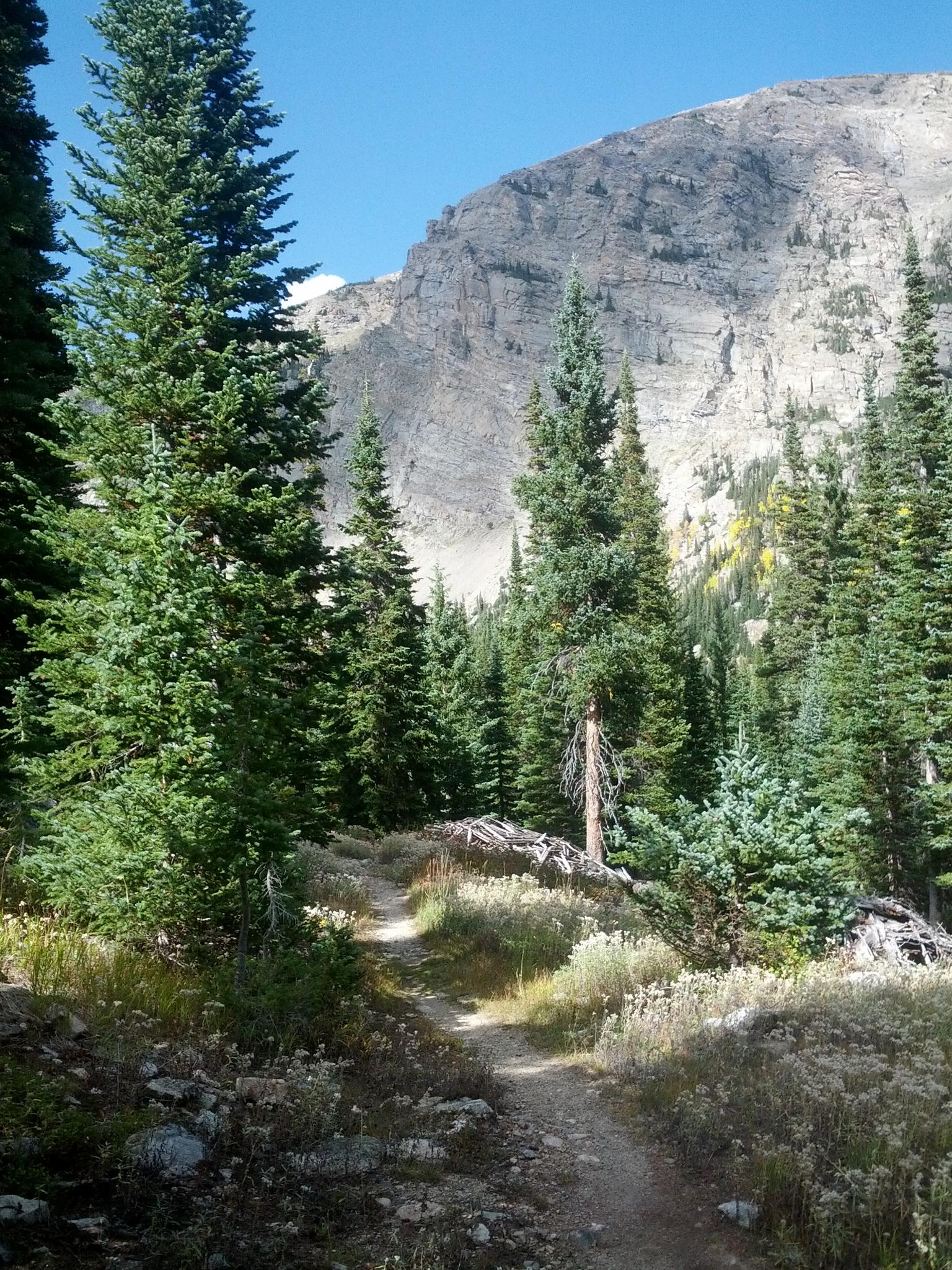 A narrow dirt path winds through tall pine trees towards a large mountain.