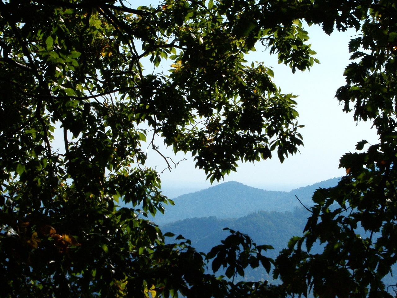Hazy blue mountains framed by dark green leaves under a bright sky.