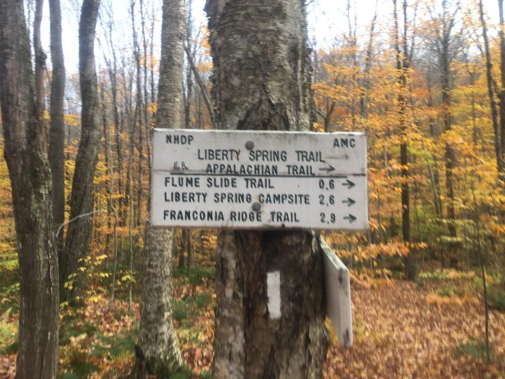 A white trail sign on a tree in a sunlit autumn forest.