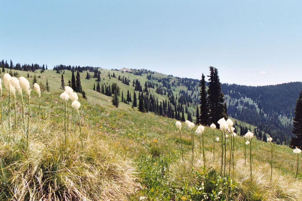 White fluffy flowers in a sunny, green mountain landscape with evergreen trees.