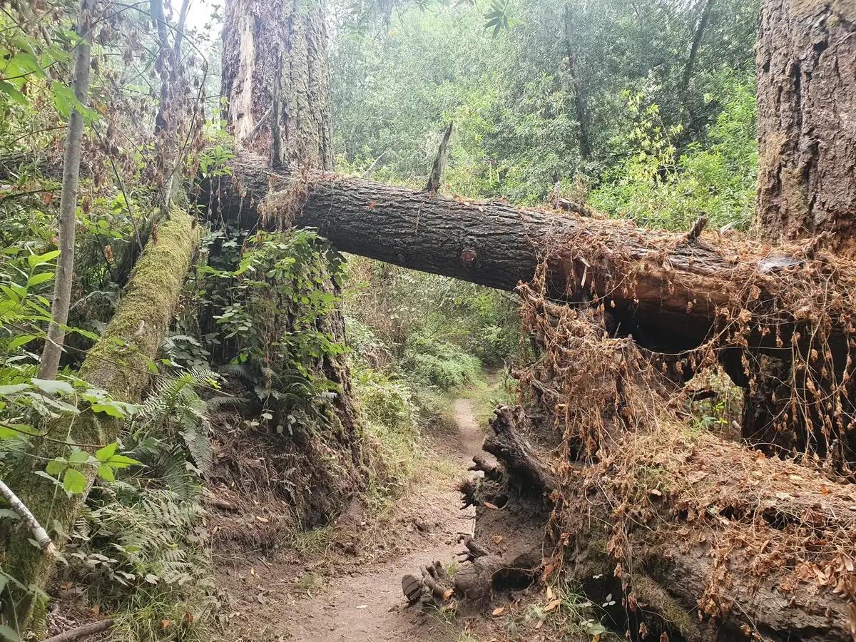 A large fallen tree trunk blocks a narrow dirt path in a dense forest.