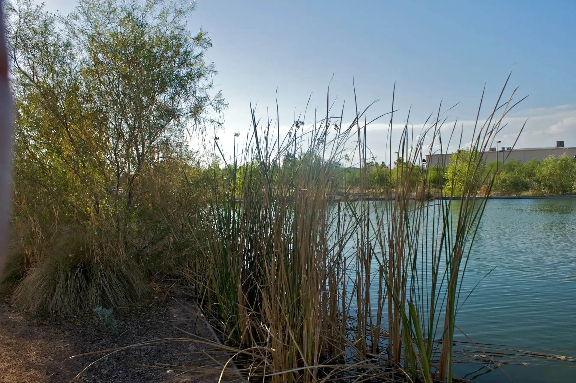 Tall reeds and green bushes line a calm blue lake on a sunny day.