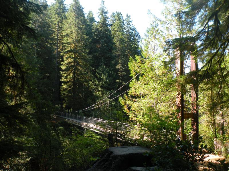 A suspension bridge spans a lush green forest on a sunny day.