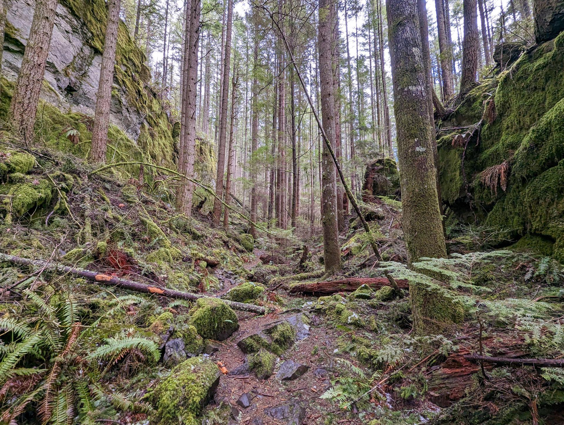 A deep, mossy forest gorge with tall trees and fallen logs.
