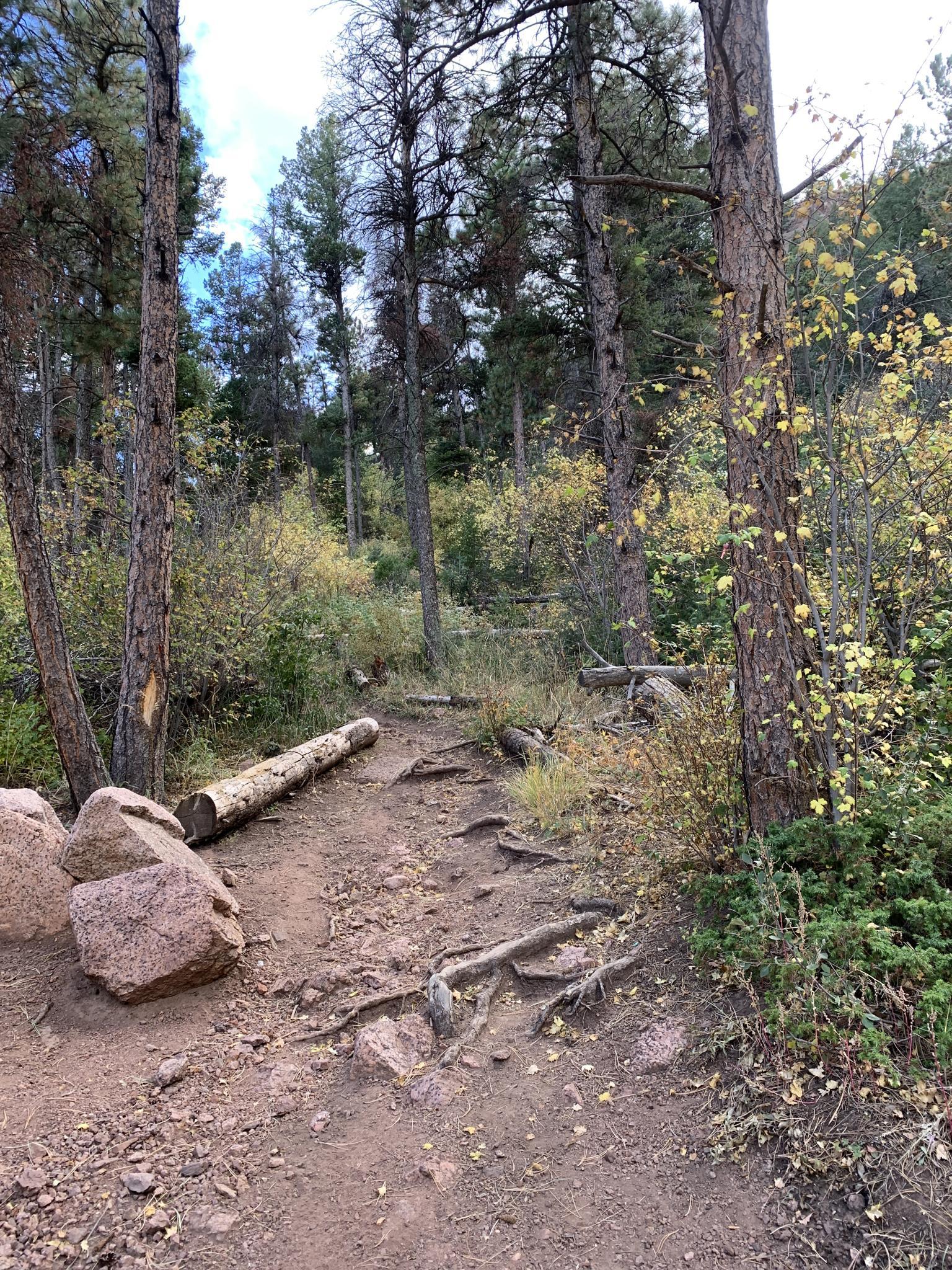 A winding dirt path with roots and rocks through a dense forest.