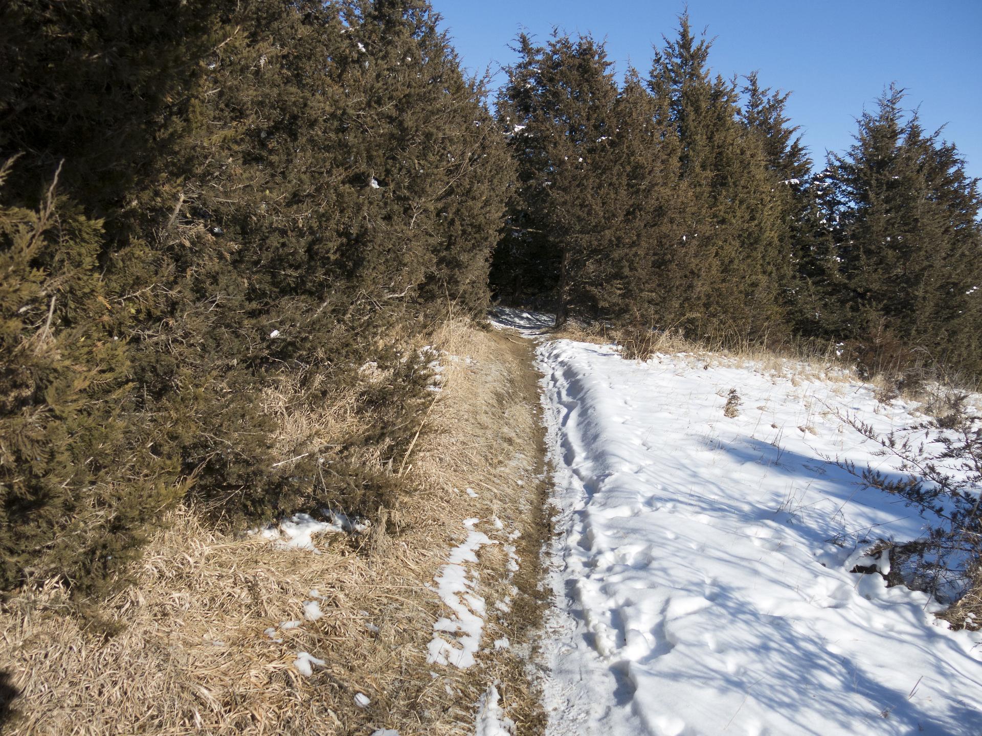 A snowy path with footprints winds through evergreen trees on a sunny day.