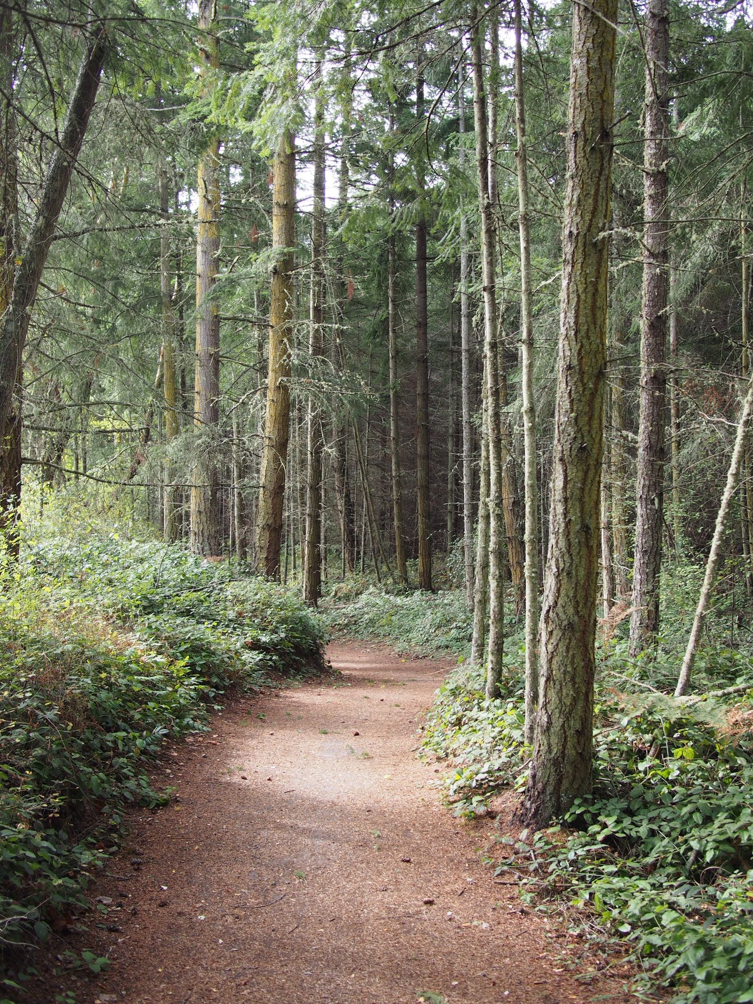 A winding dirt path through a dense, green, sun-dappled forest. - Larry Scott Memorial Trail – Fort Worden State Park loop from Jefferson County International Airport