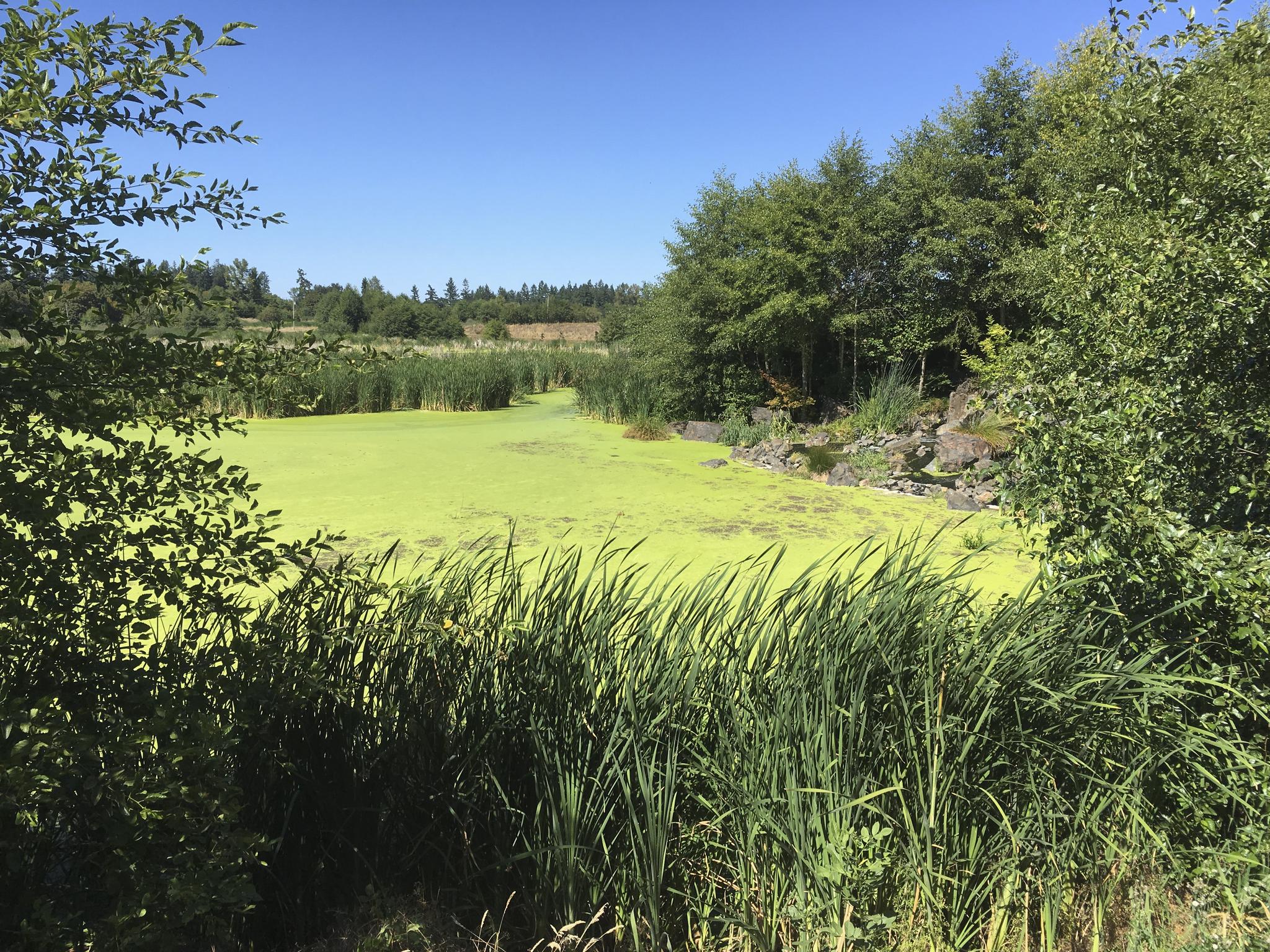 Bright green algae covers a pond surrounded by reeds and dense trees under a clear sky.