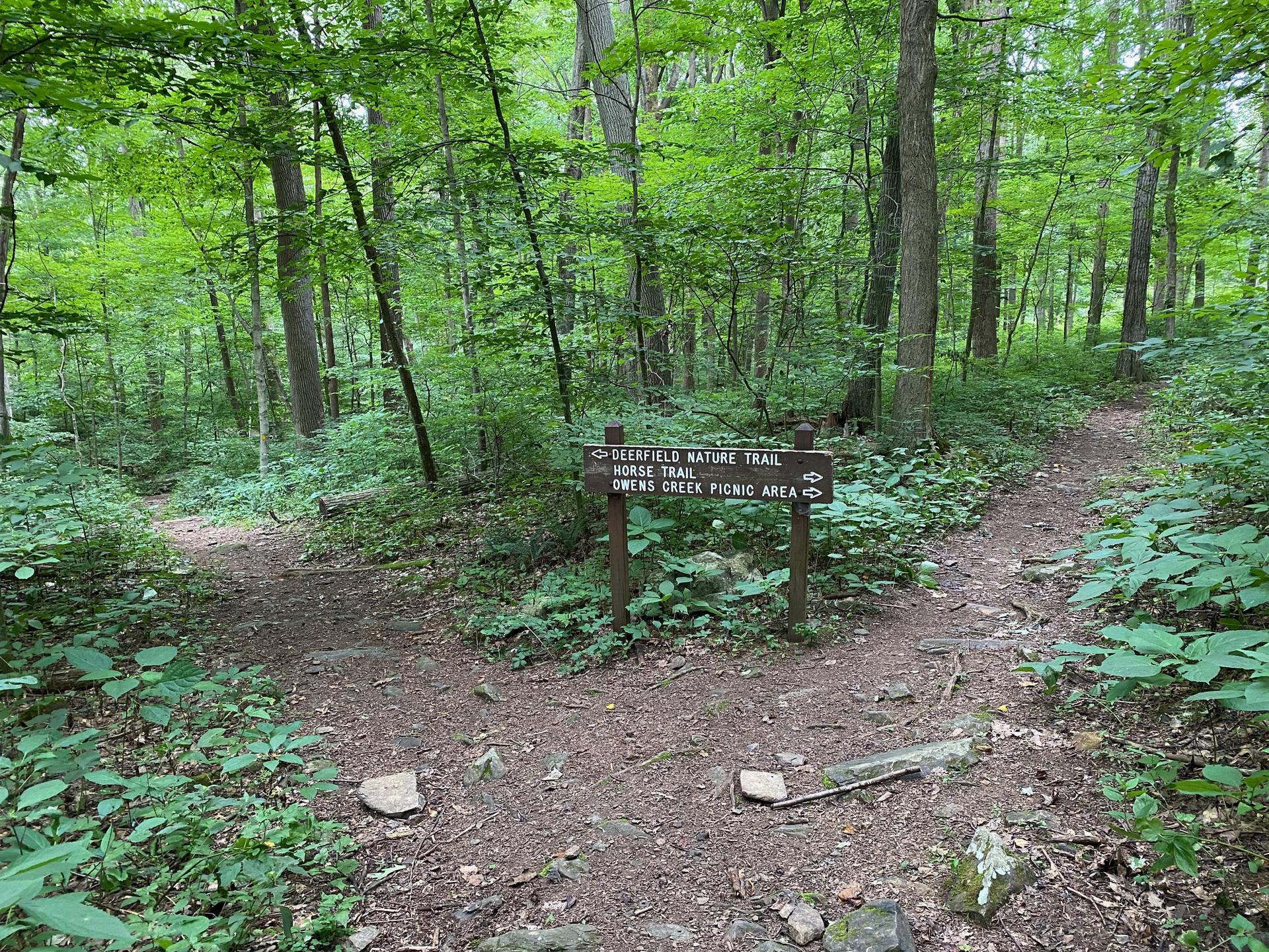 A dirt path forks in a dense green forest with a trail sign.