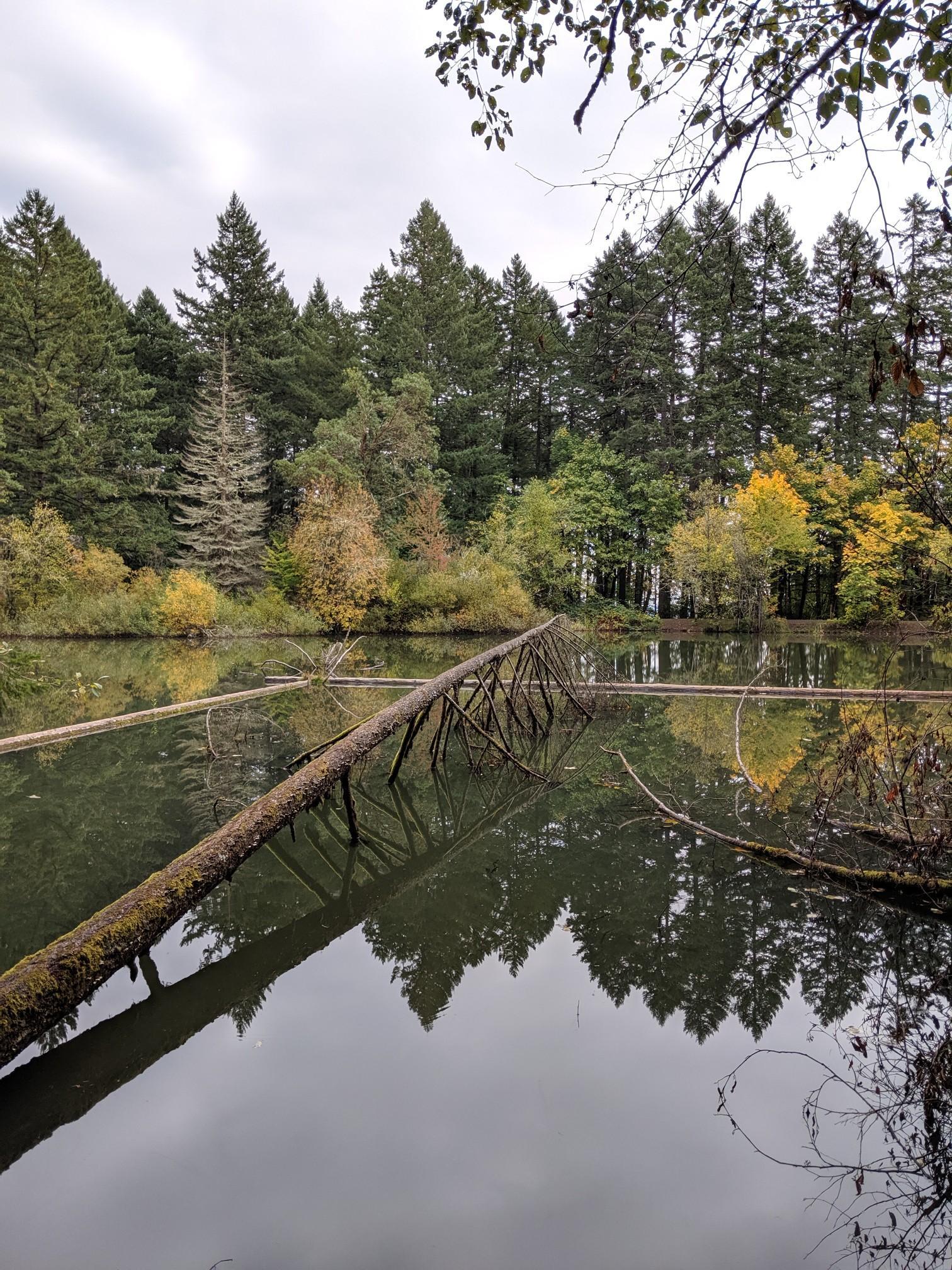 Fallen log spans calm water, reflecting a forest under an overcast sky.
