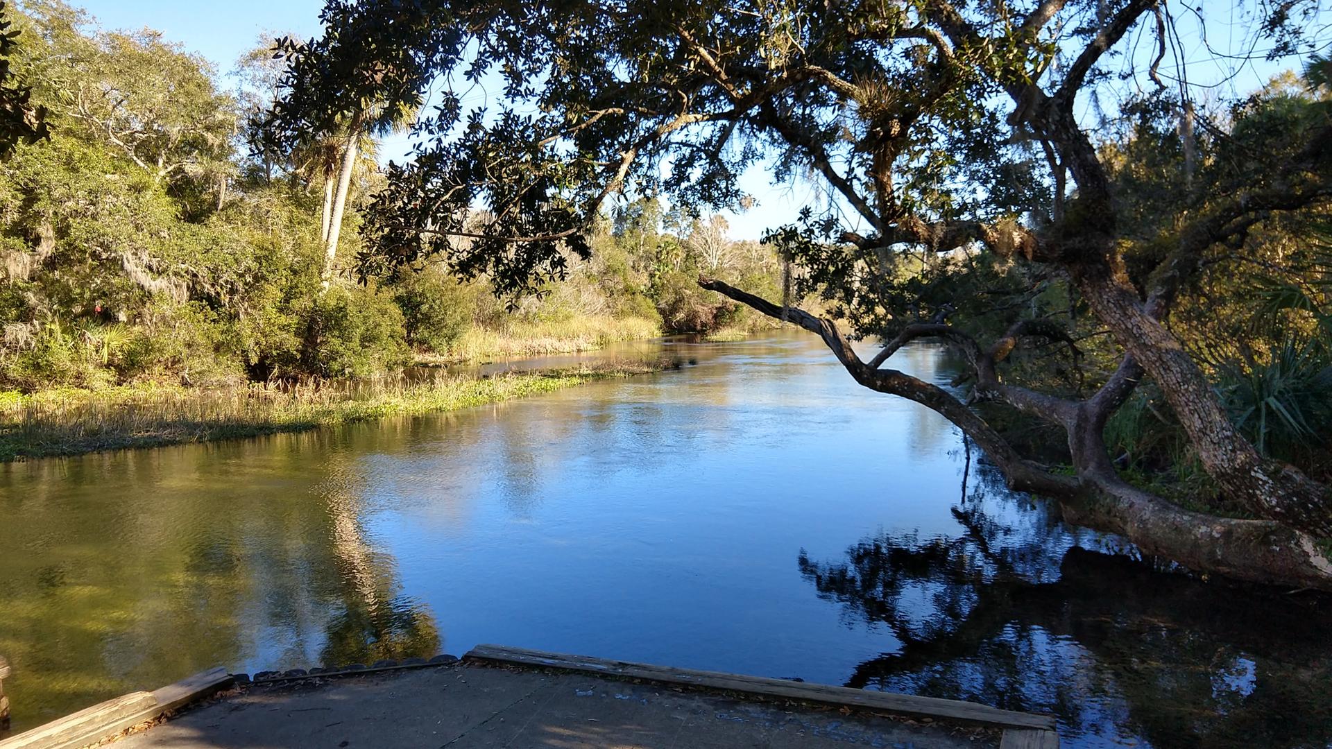 Sunny river scene with overhanging trees and a concrete boat ramp.