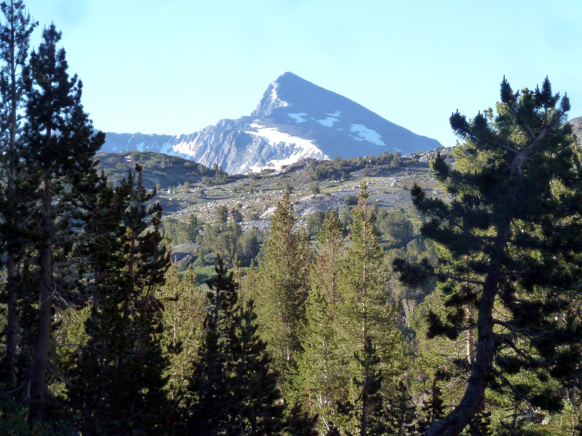 Bright daylight illuminates a snow-dusted mountain peak behind a dense pine forest.