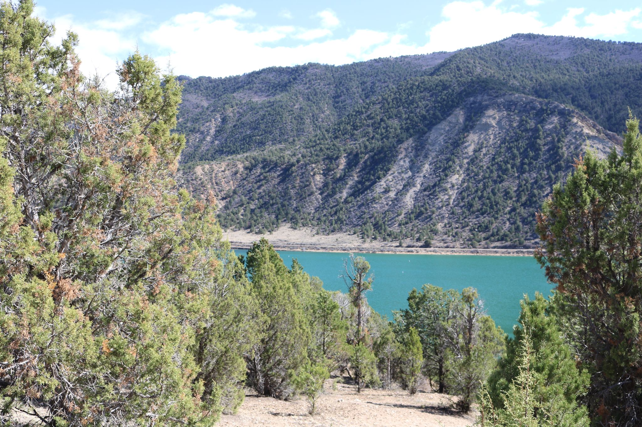 Juniper trees frame a bright turquoise lake and forested mountains. - Rifle loop