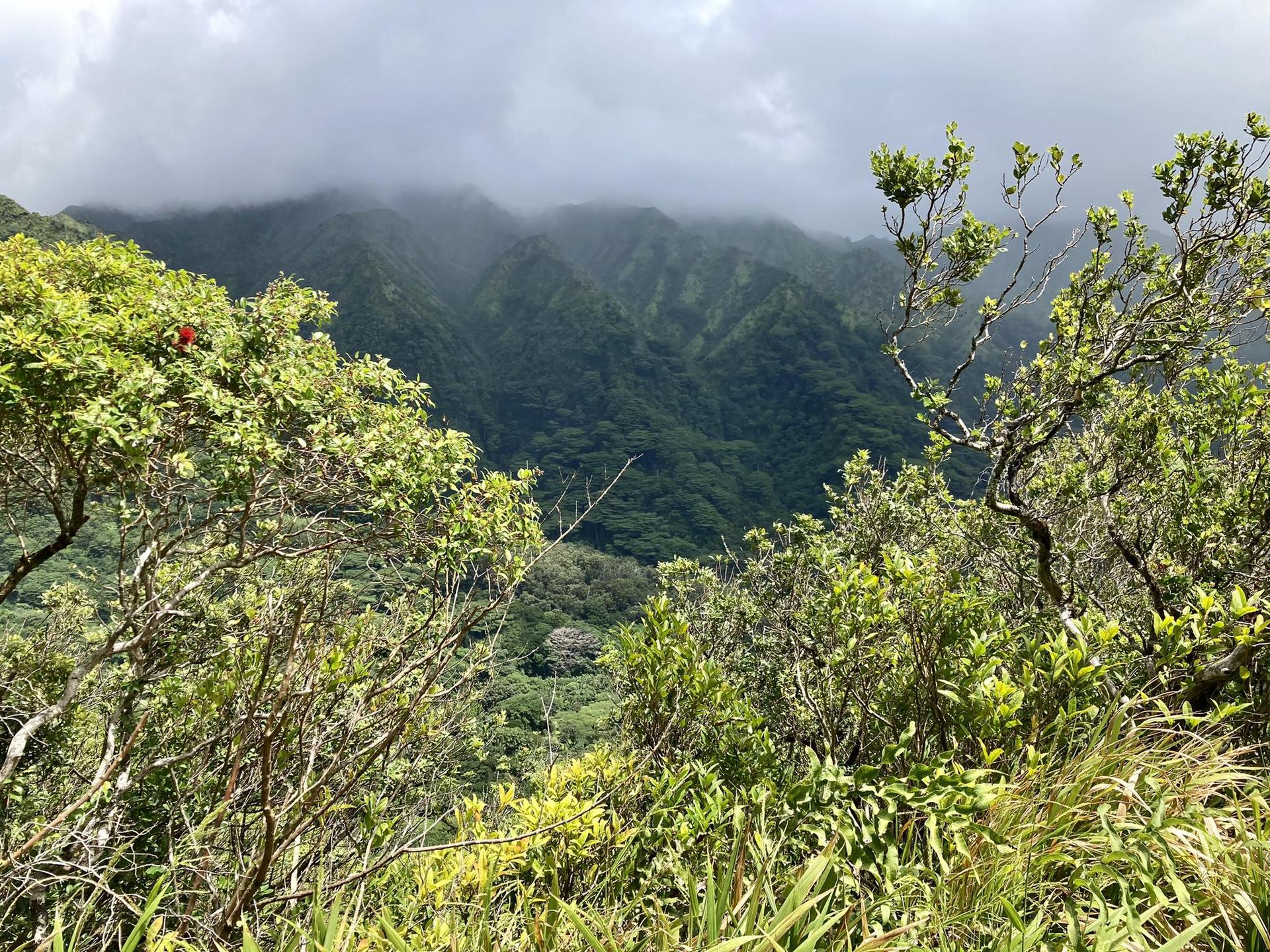 Misty green mountains under a cloudy sky, seen through dense foliage.