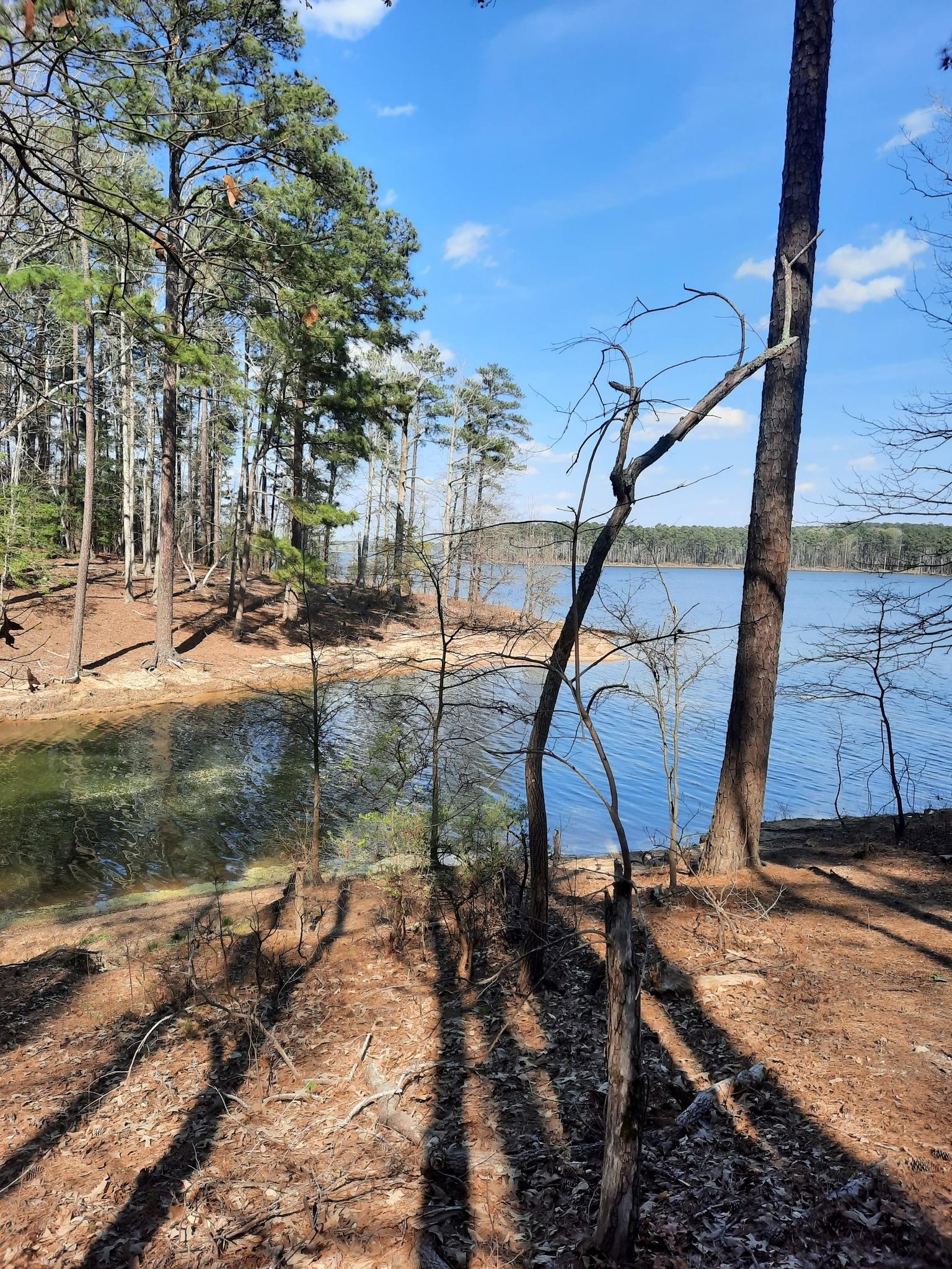 A sunny forest edge with tall trees overlooks a calm blue lake.