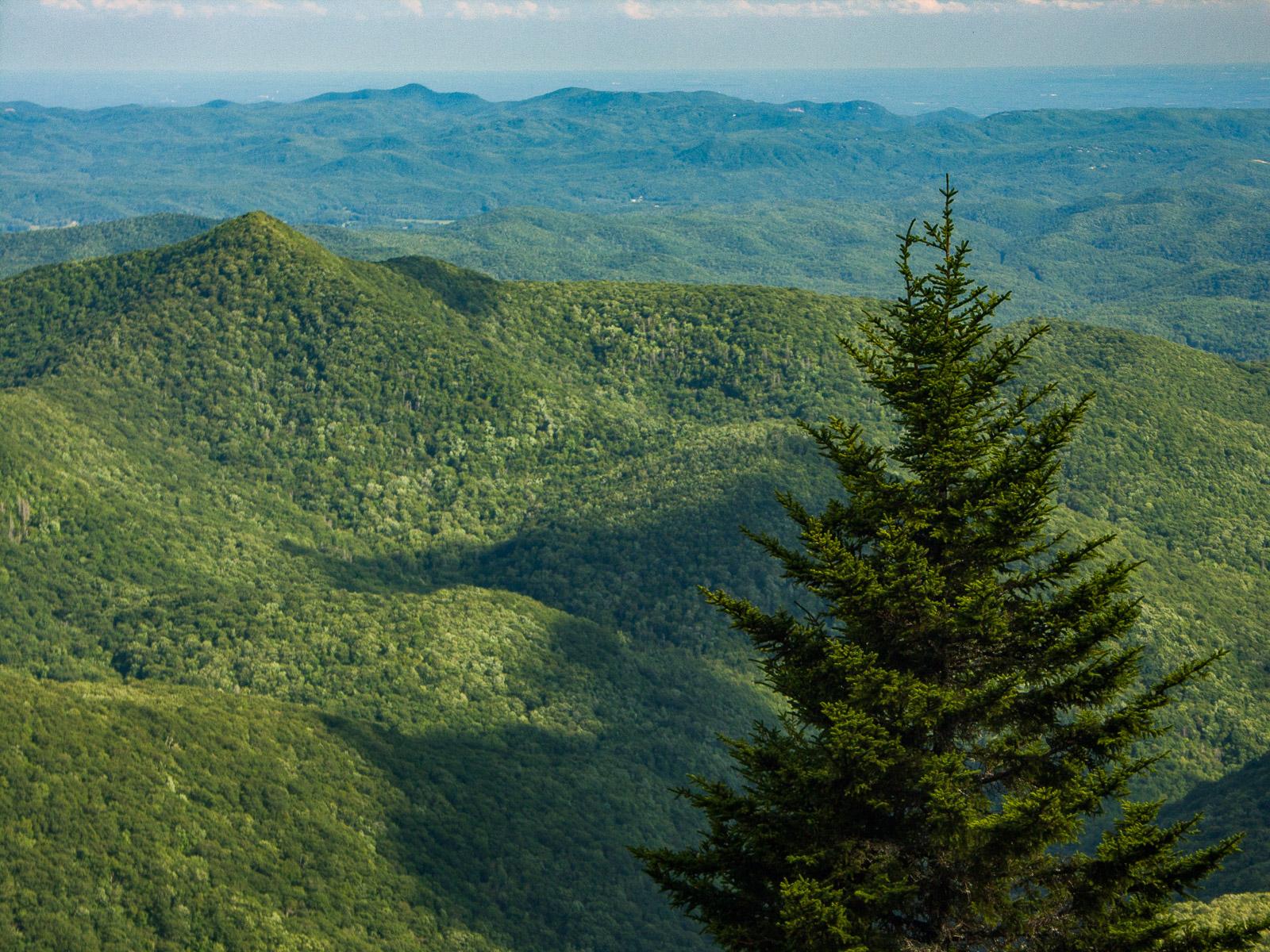 A tall evergreen tree overlooks rolling, sunlit, forested mountains under a cloudy sky.