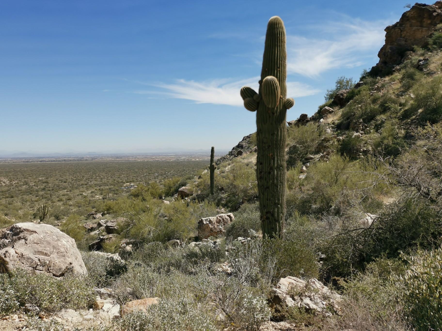 Tall saguaro cactus dominates a sunny desert landscape with distant mountains.