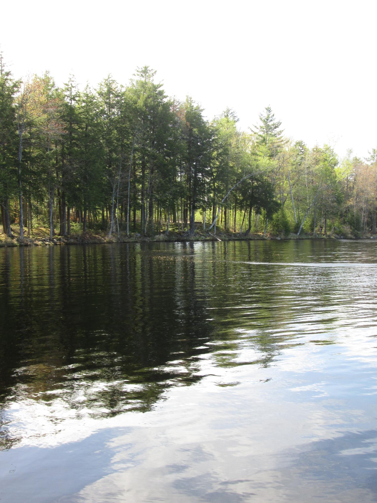 Calm water reflects a dense forest under a bright sky.