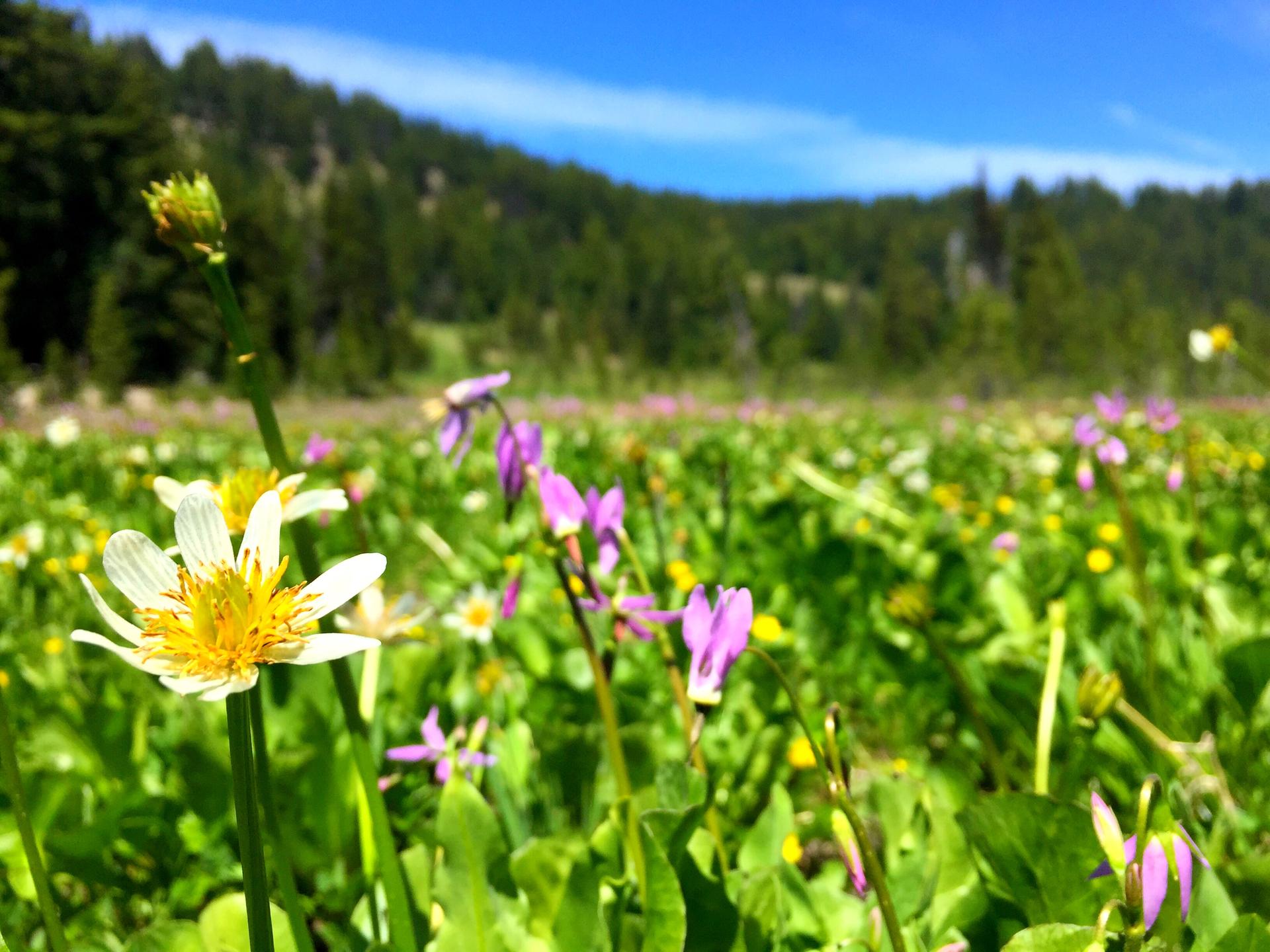 Close-up of white and purple wildflowers in a sunny green meadow.