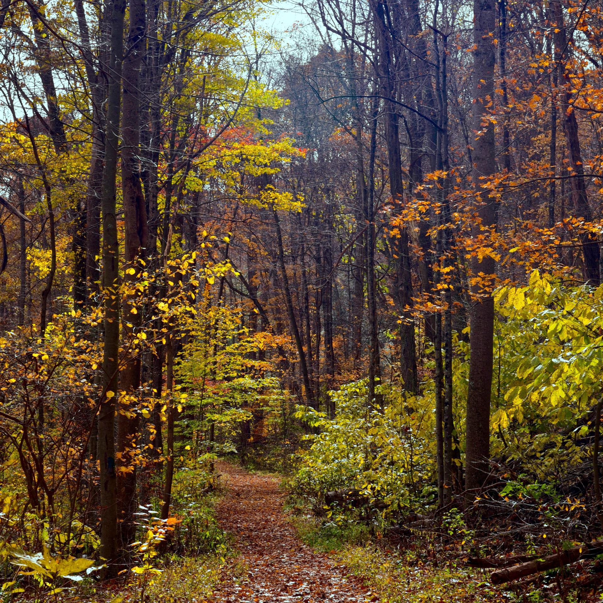 Leaf-covered path winding through a vibrant autumn forest with tall trees.