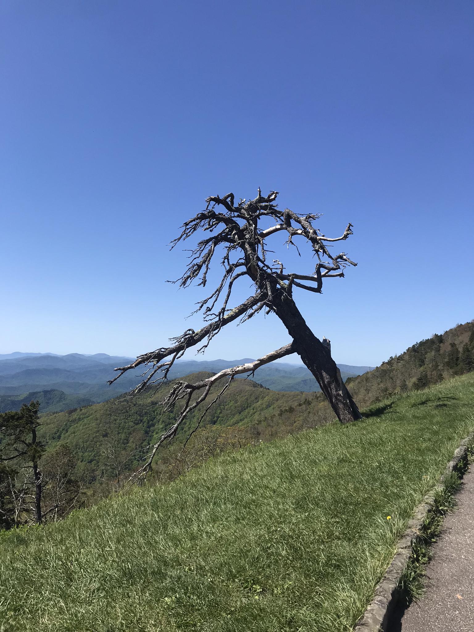 A gnarled dead tree on a grassy hillside overlooking distant mountains.