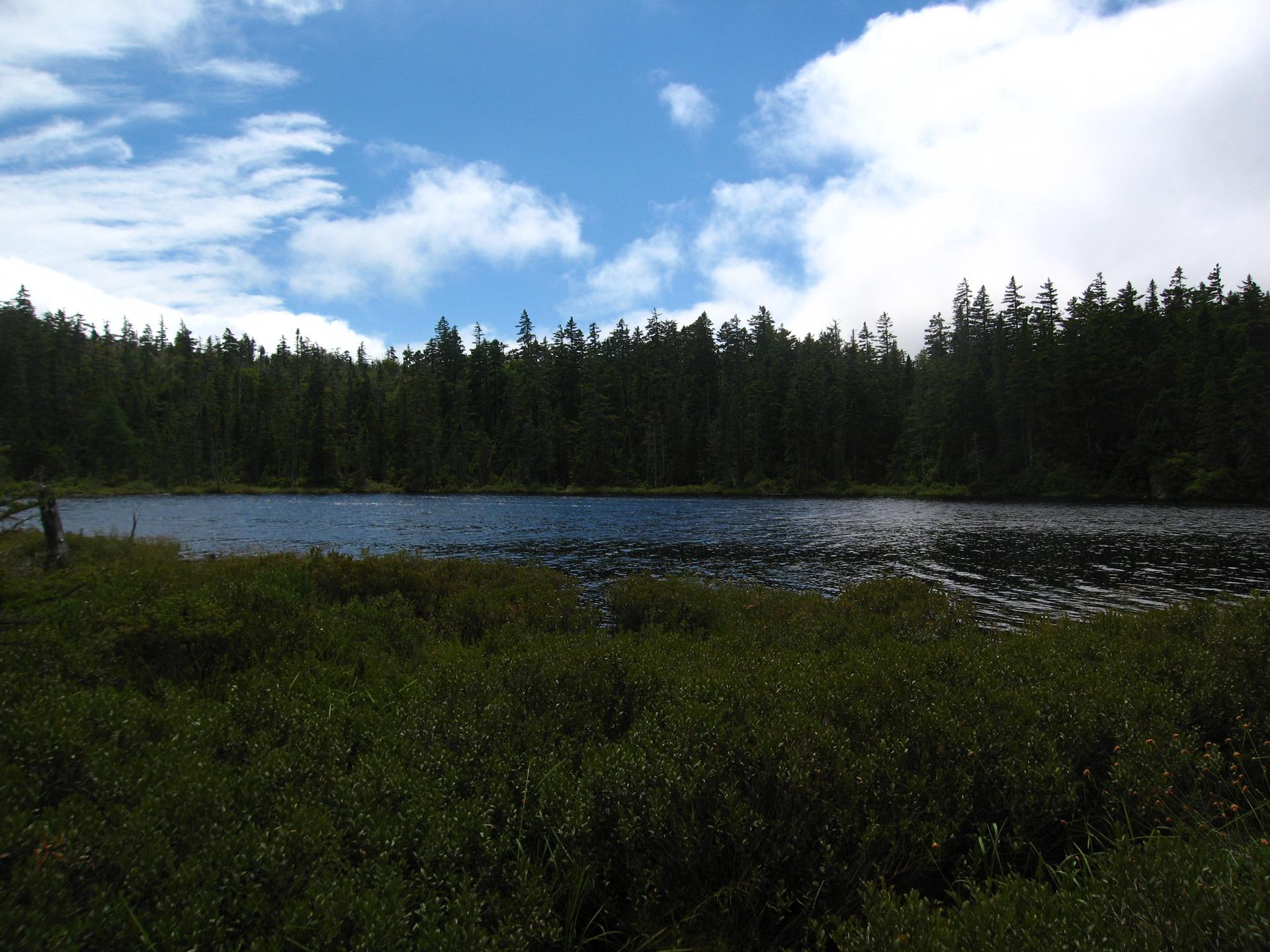 Calm lake surrounded by dense green forest under a bright blue sky with clouds.