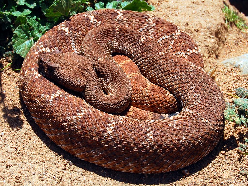 A coiled brown snake with diamond patterns on sandy ground.