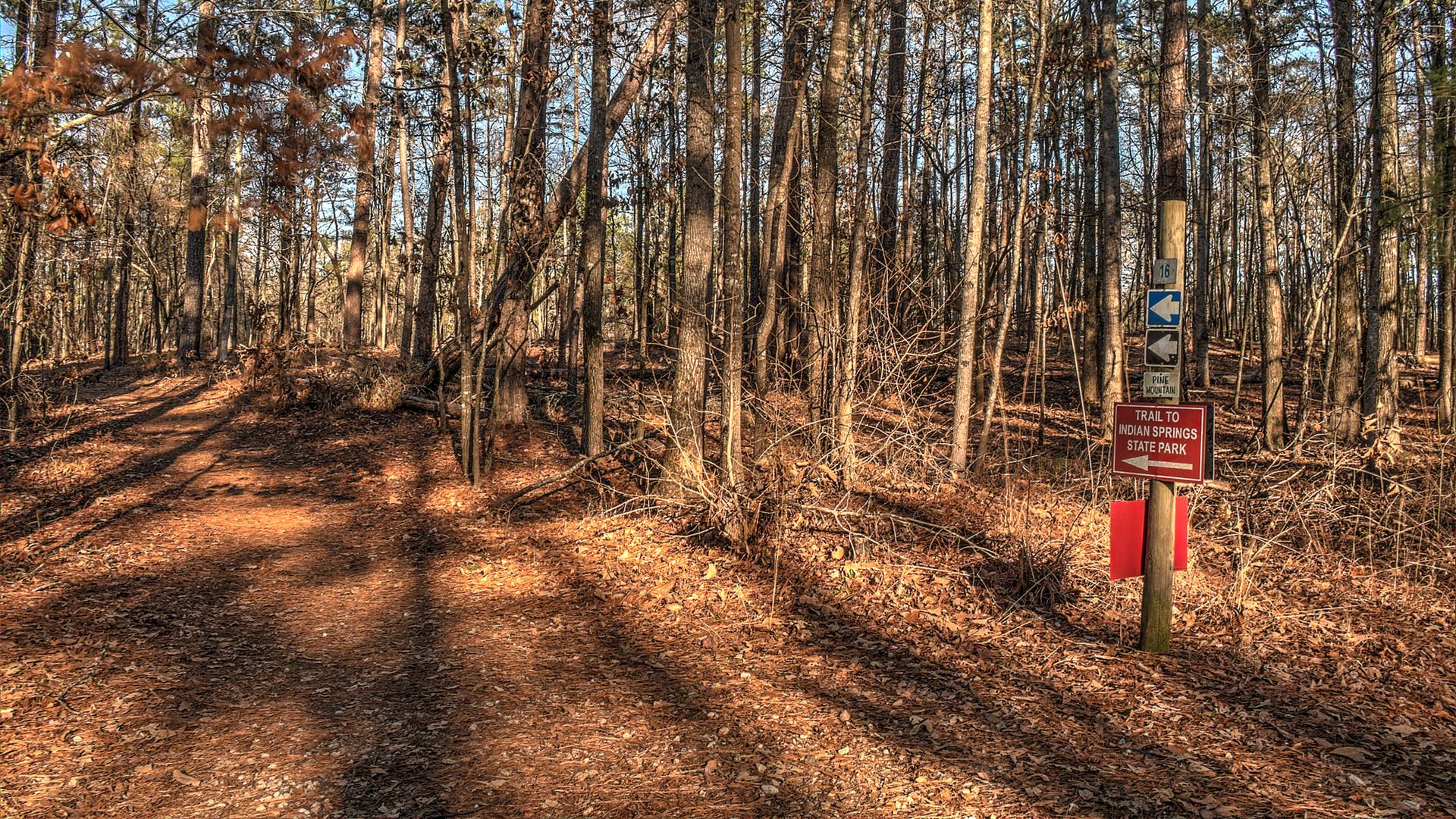 Sunny forest trail with bare trees and a trail marker.
