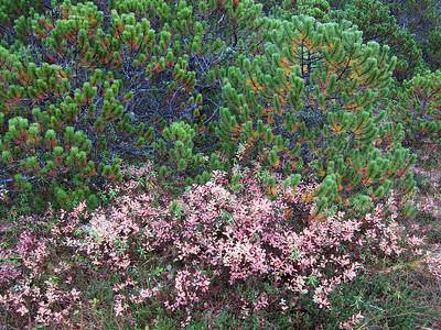 Dense green pine trees above pink flowering shrubs in a natural landscape.