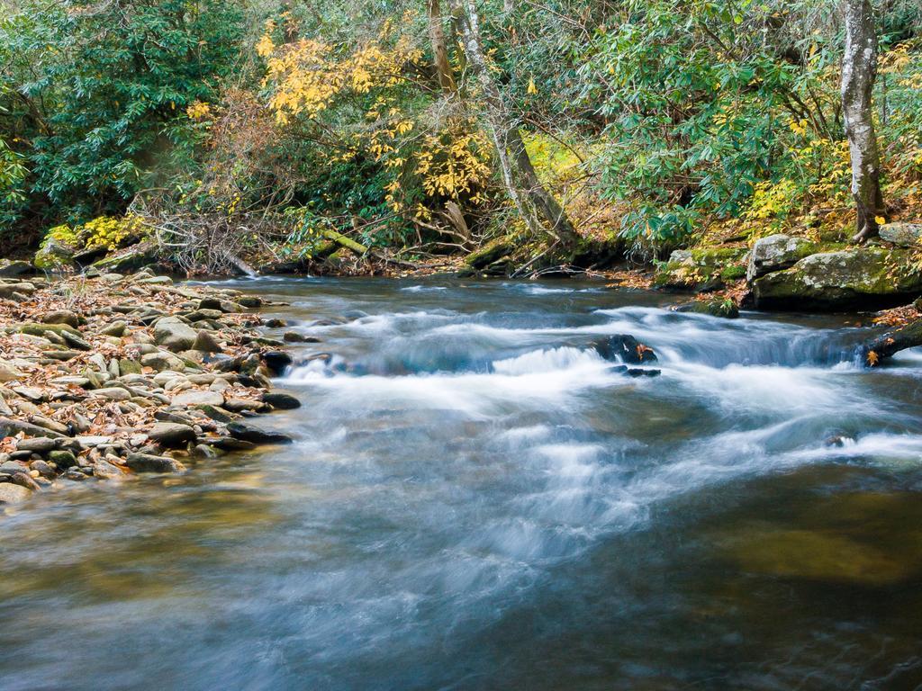 A river with rapids flows past a rocky bank and green-yellow forest.