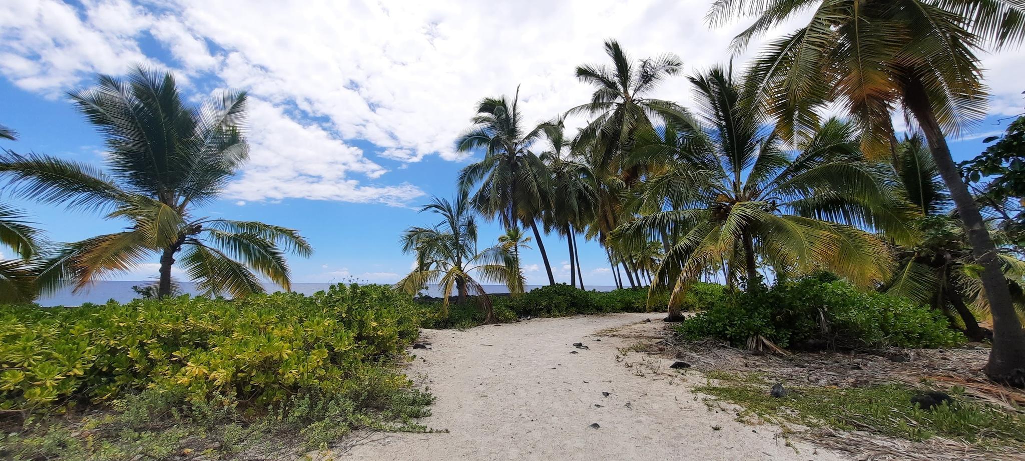 Sandy path winding through lush green foliage and tall palm trees.