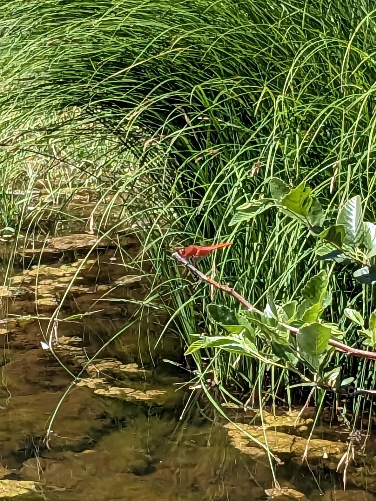 Close-up of a red dragonfly perched on a branch over water with green reeds.