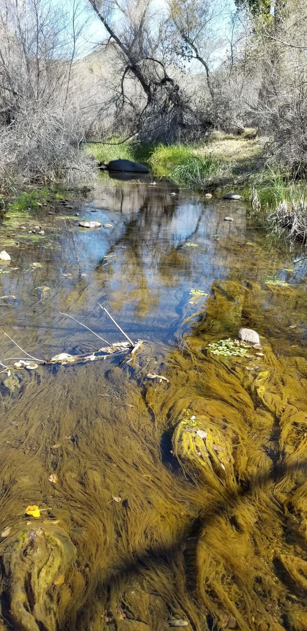 Murky stream with green algae and reflections, surrounded by bare trees.