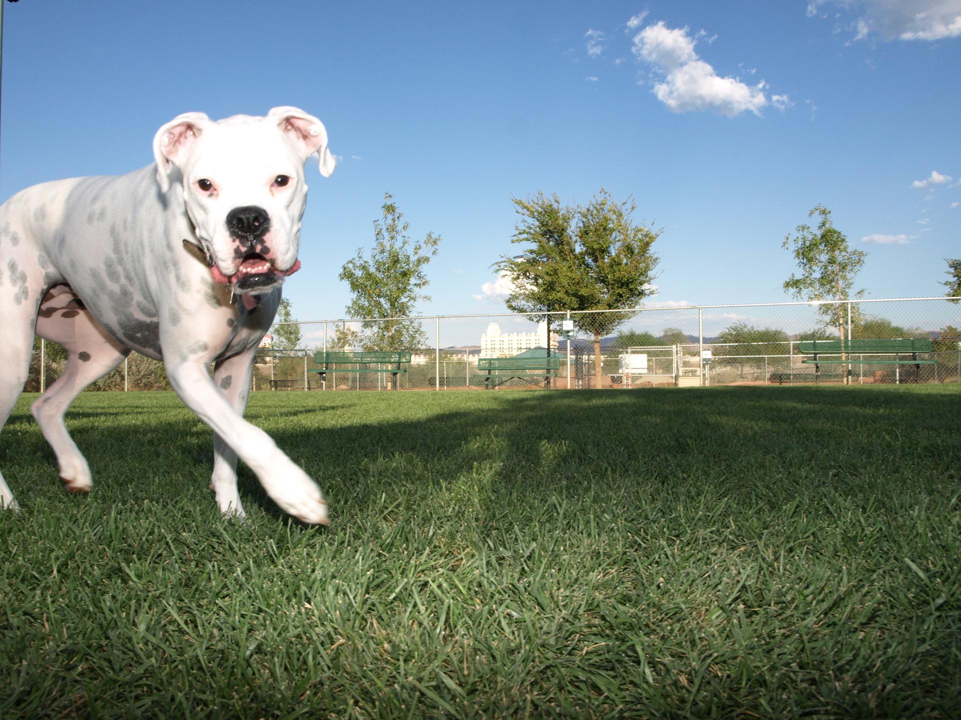 A white dog running on green grass under a bright blue sky.