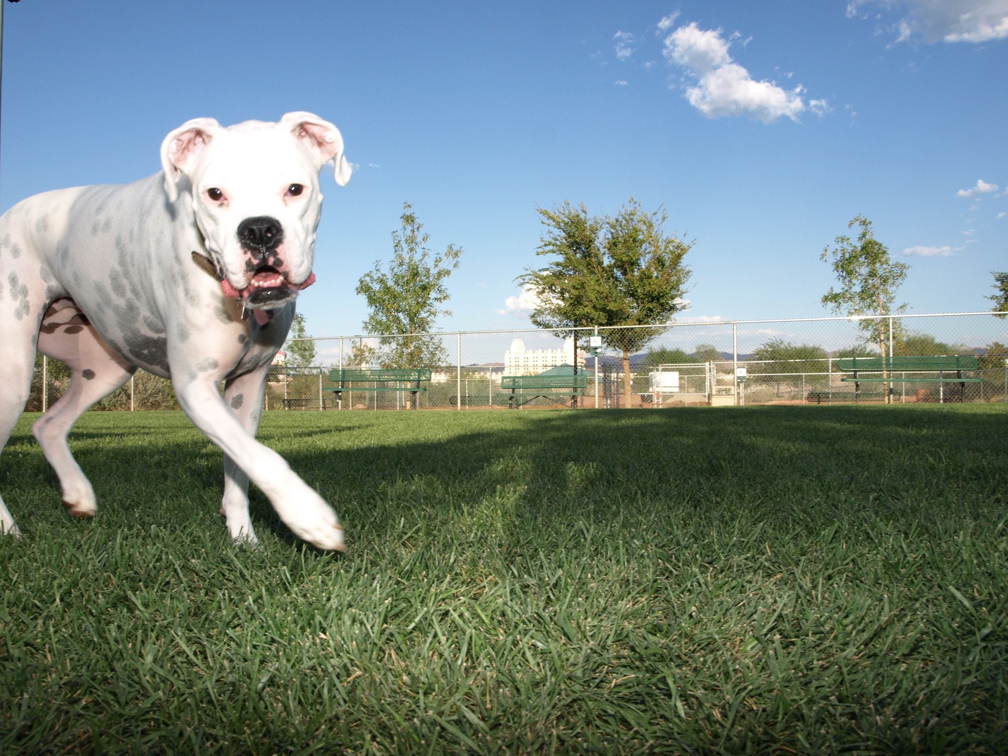 A white dog running on green grass under a bright blue sky. - Railroad Pass Hotel & Casino – Acacia Park loop from Green Valley High School