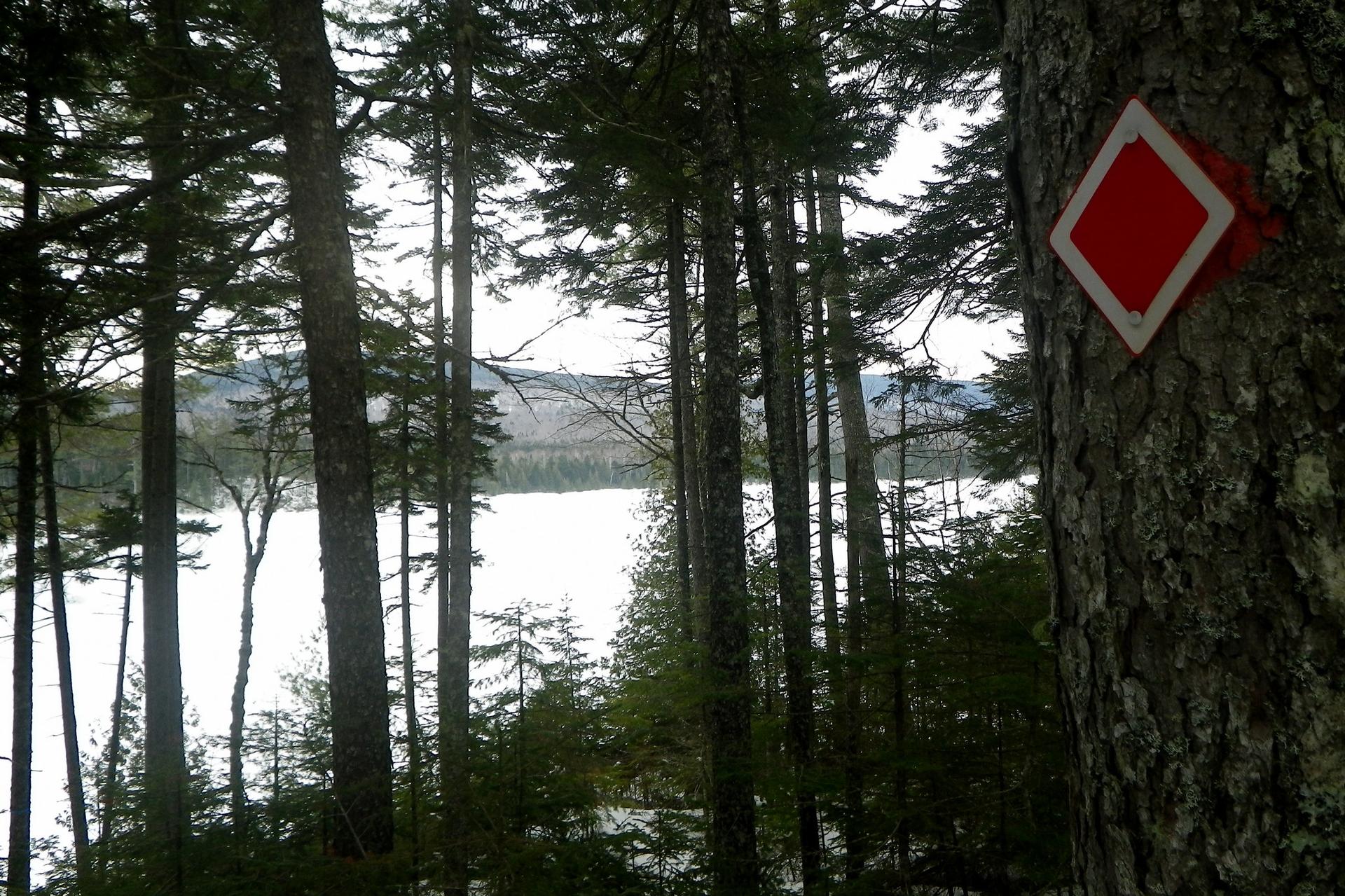 Overcast view of a lake through tall pine trees with a red trail marker.
