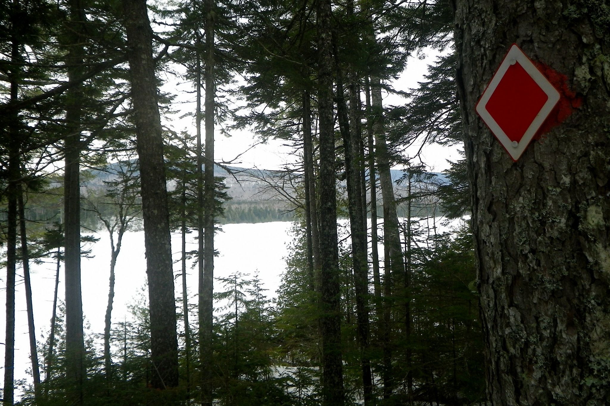Overcast view of a lake through tall pine trees with a red trail marker. - Long Pond and Gorman Lodge Trails Loop