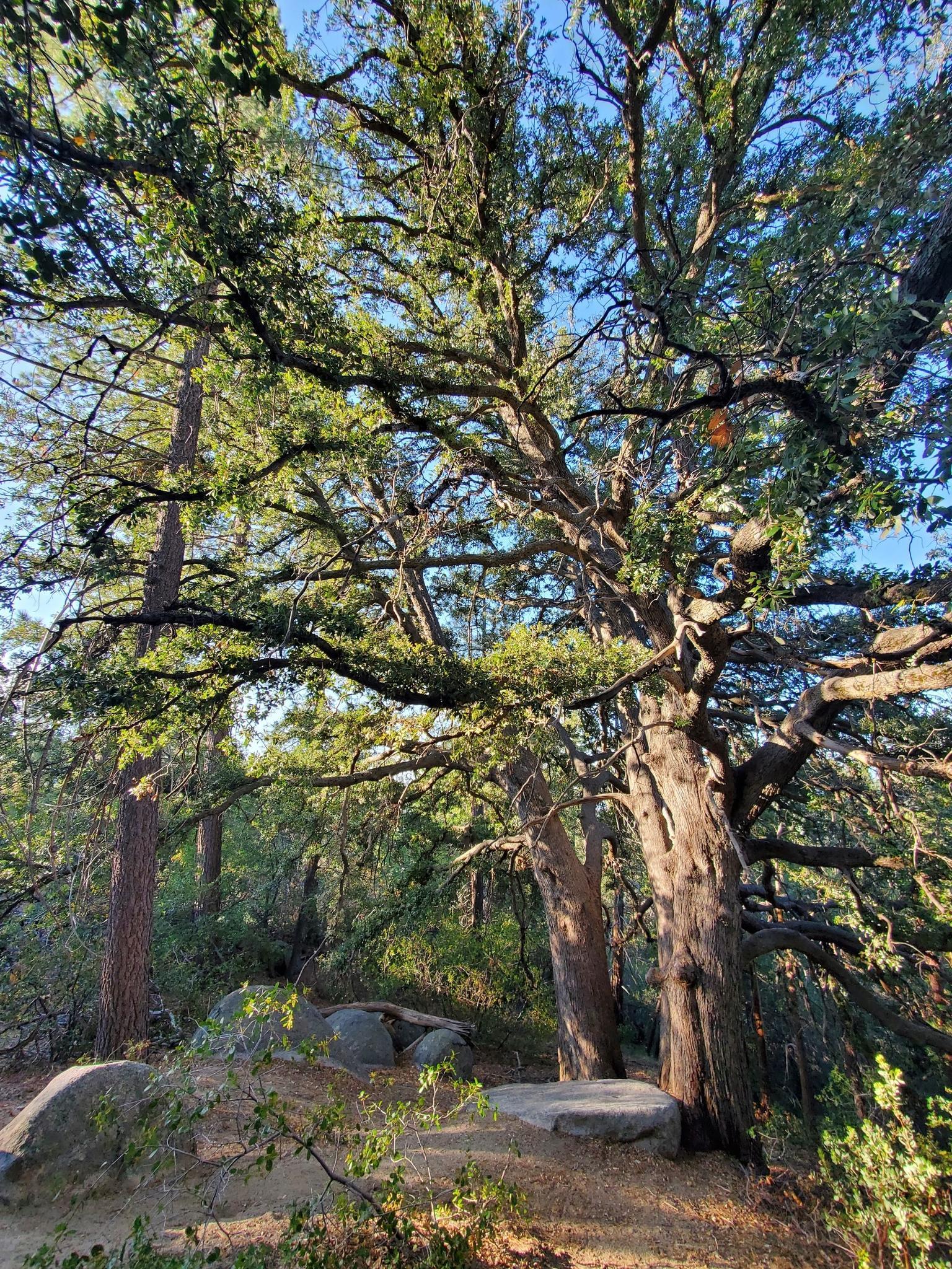 Large, gnarled tree with dense foliage in a sunlit forest.
