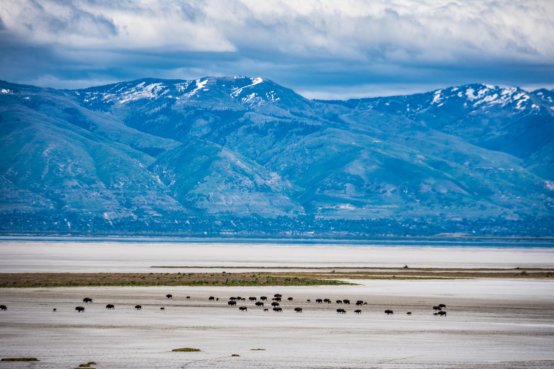 A herd of bison grazes near a lake with snow-capped mountains under cloudy sky.