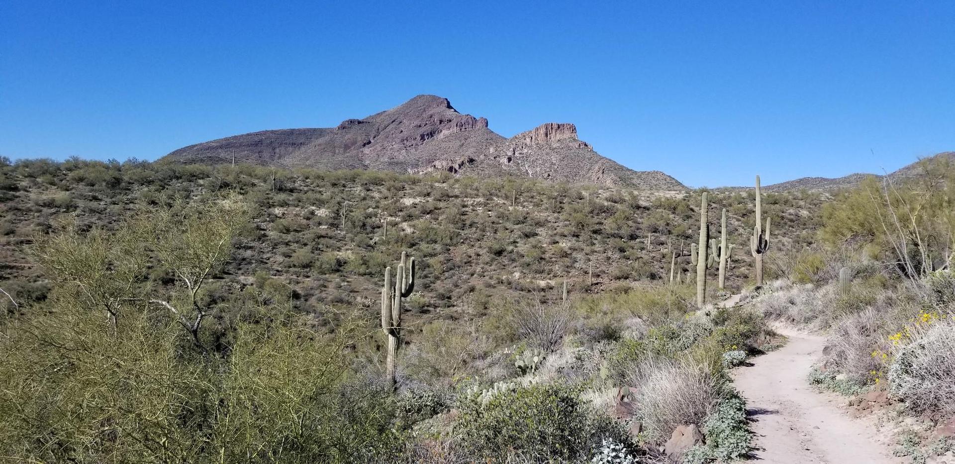 Dirt path leading towards a large rocky mountain in a saguaro-filled desert.
