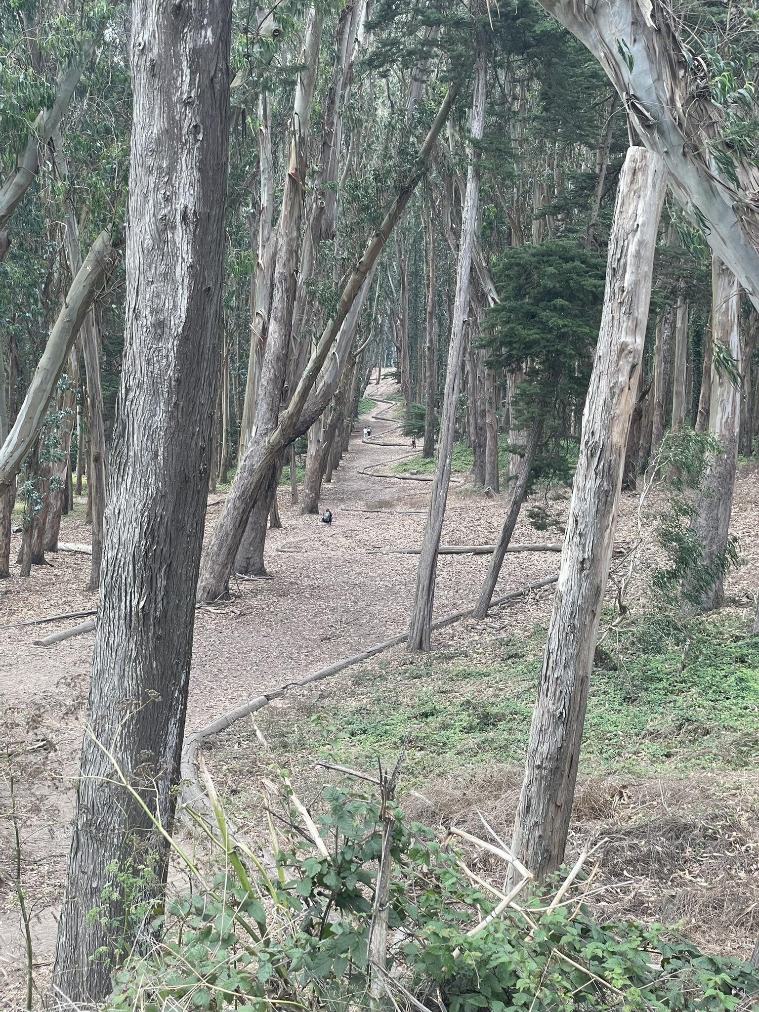 Dirt path through a dense forest of tall, slender trees.