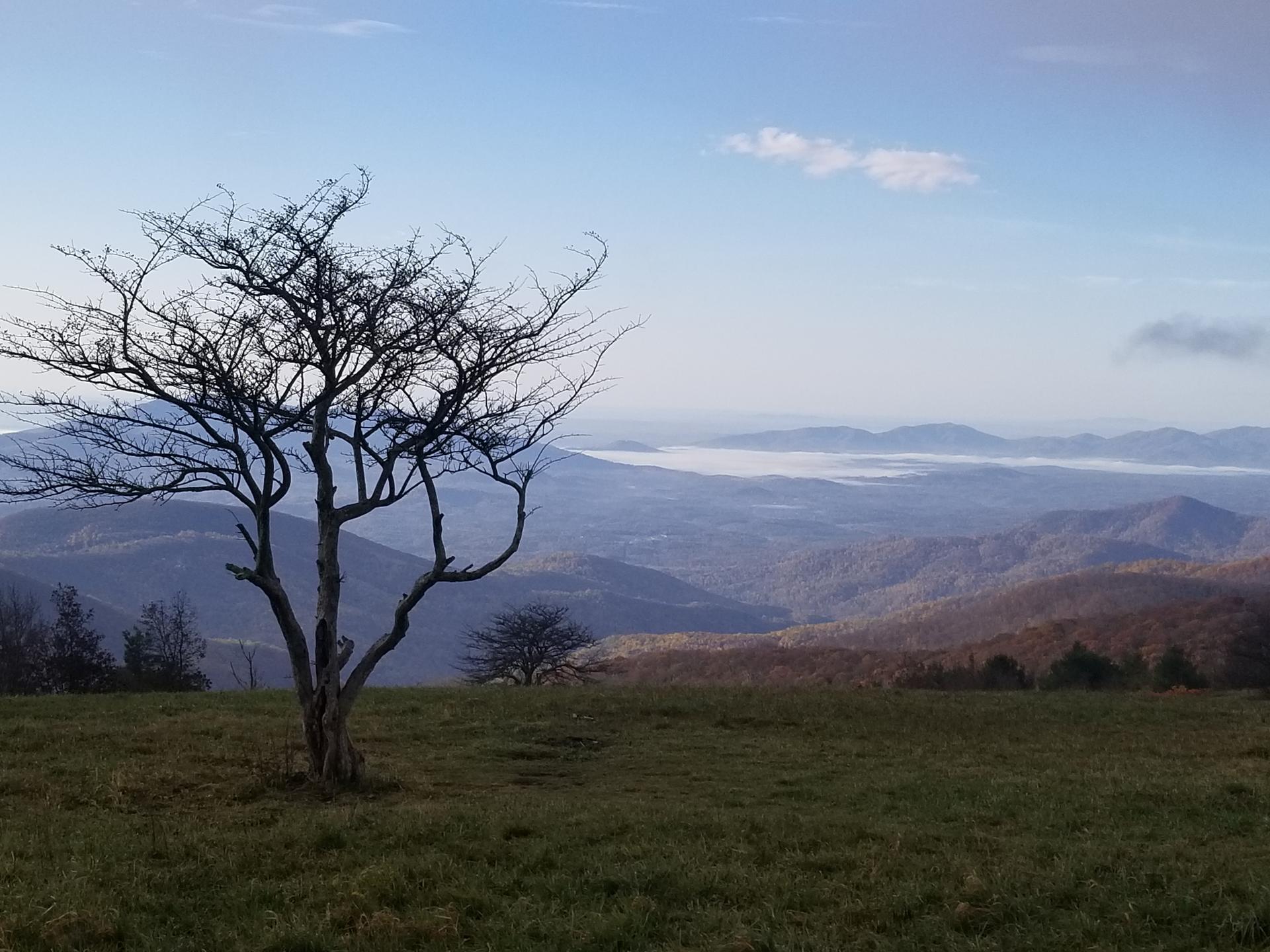 Bare tree on a grassy hill overlooking foggy mountain valleys under a clear sky.