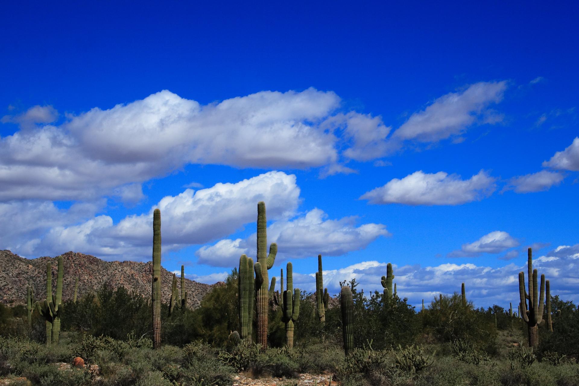 Numerous saguaro cacti stand tall against a vivid blue sky with white clouds.