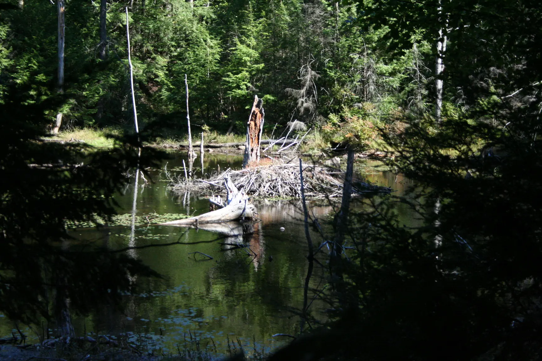 A sunny forest pond with a beaver lodge and dead trees, surrounded by dense woods.