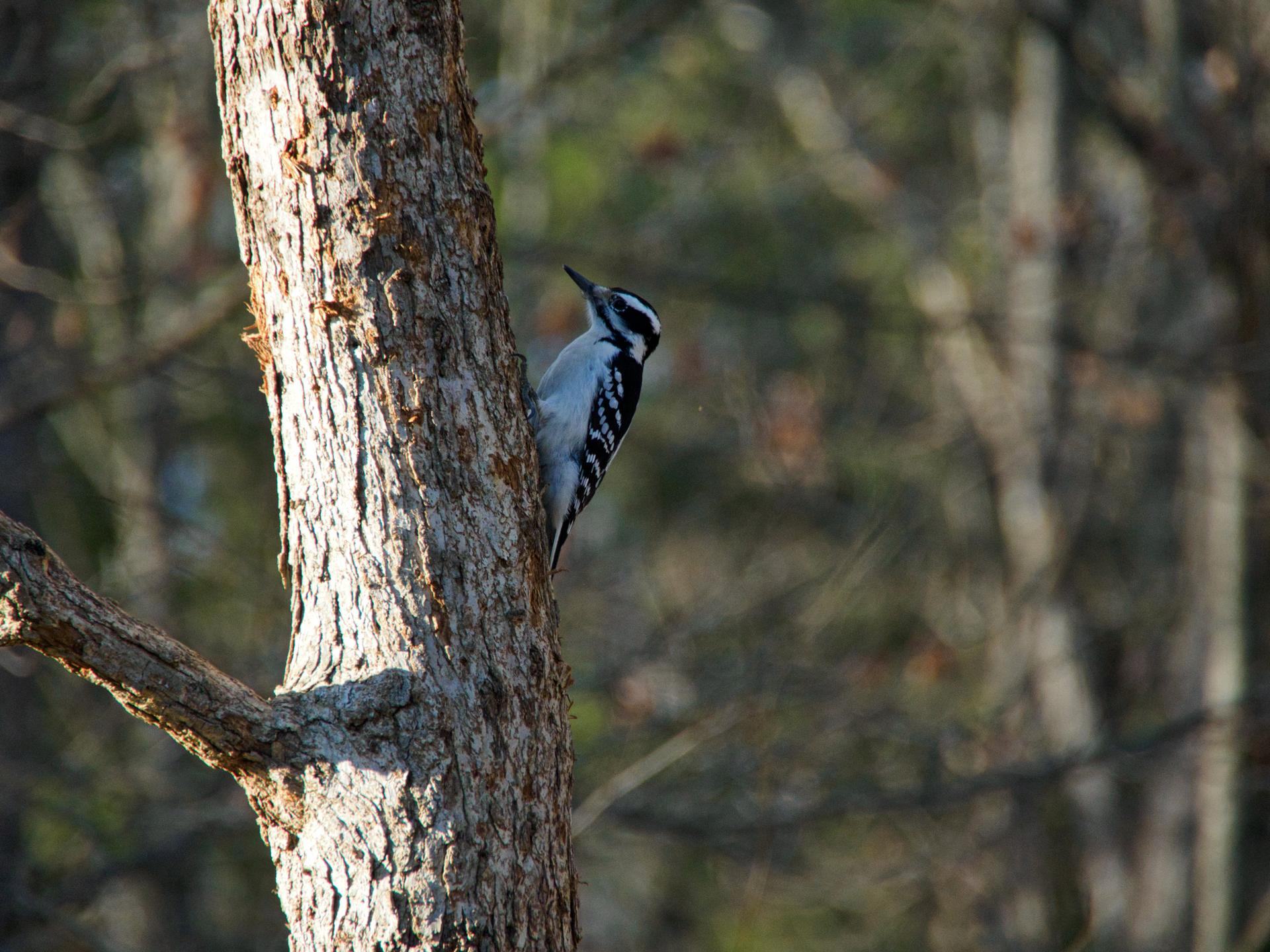 Small woodpecker perched on a sunlit tree trunk in a forest.