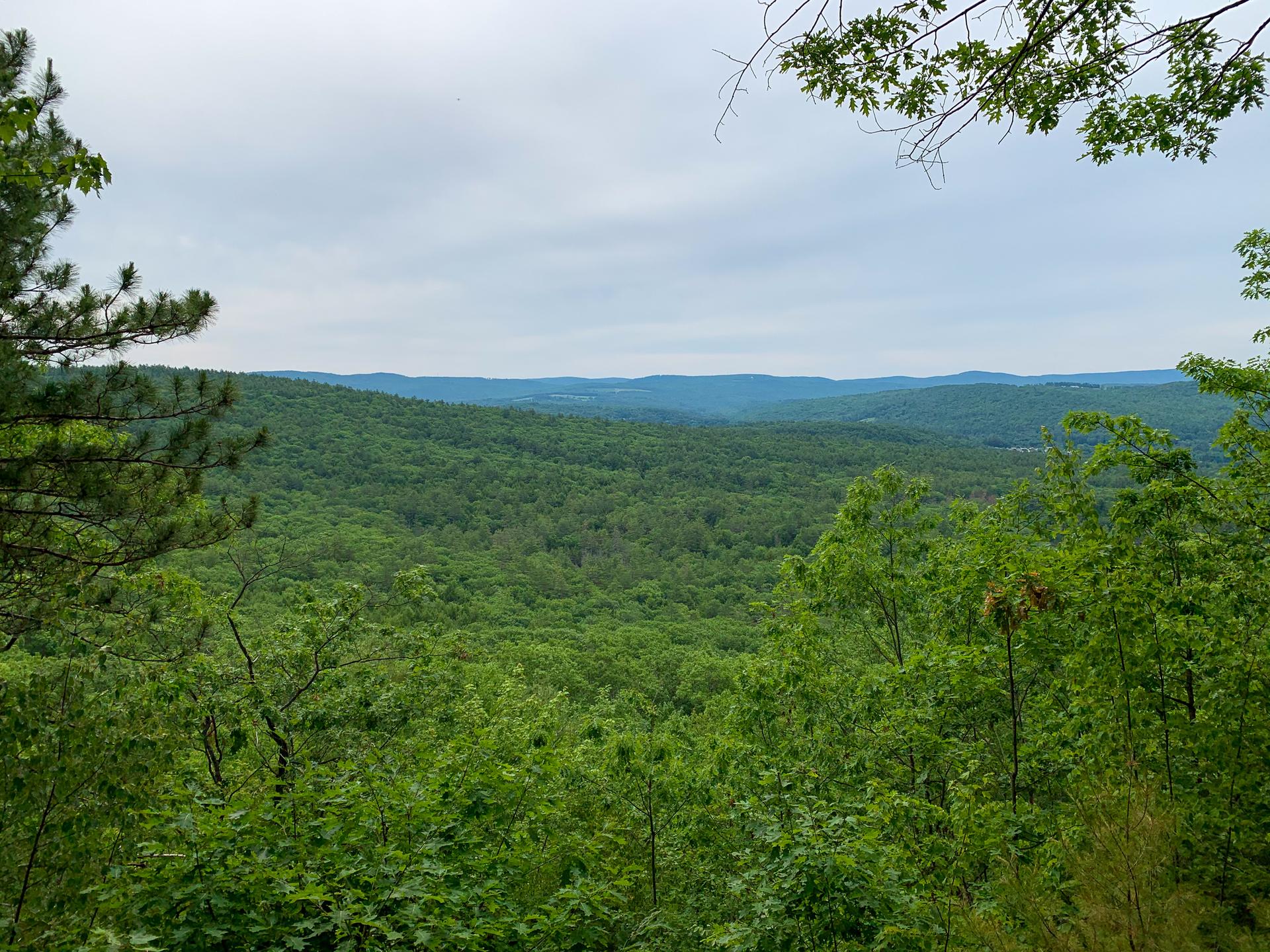 Panoramic view of dense green forest covering rolling hills under a cloudy sky.