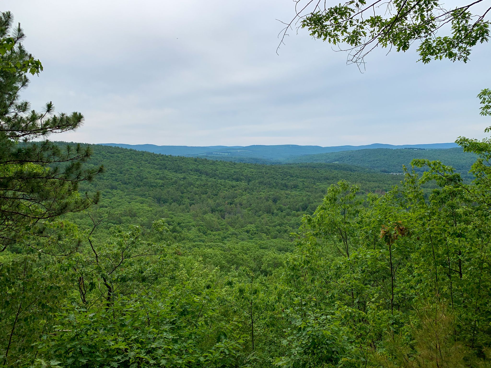 Panoramic view of dense green forest covering rolling hills under a cloudy sky. - Three Hills loop