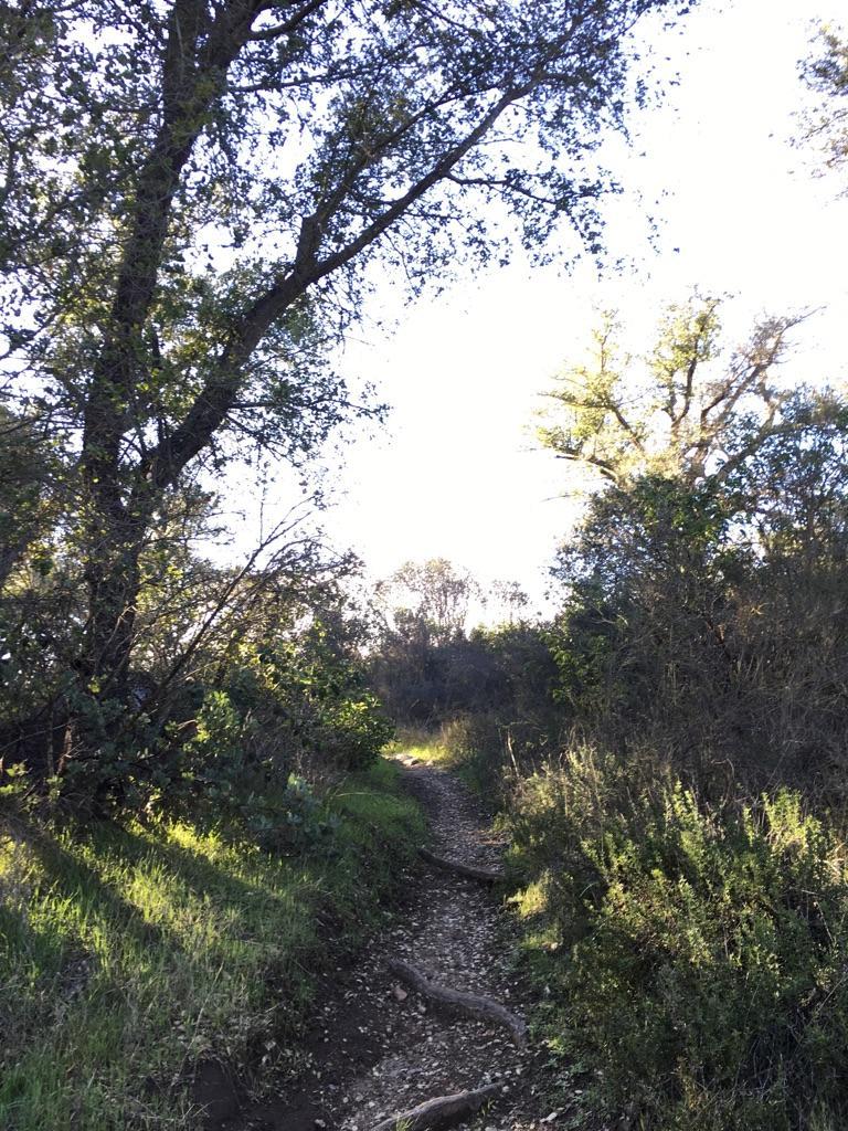 Sunlit dirt path winding uphill through dense green trees.